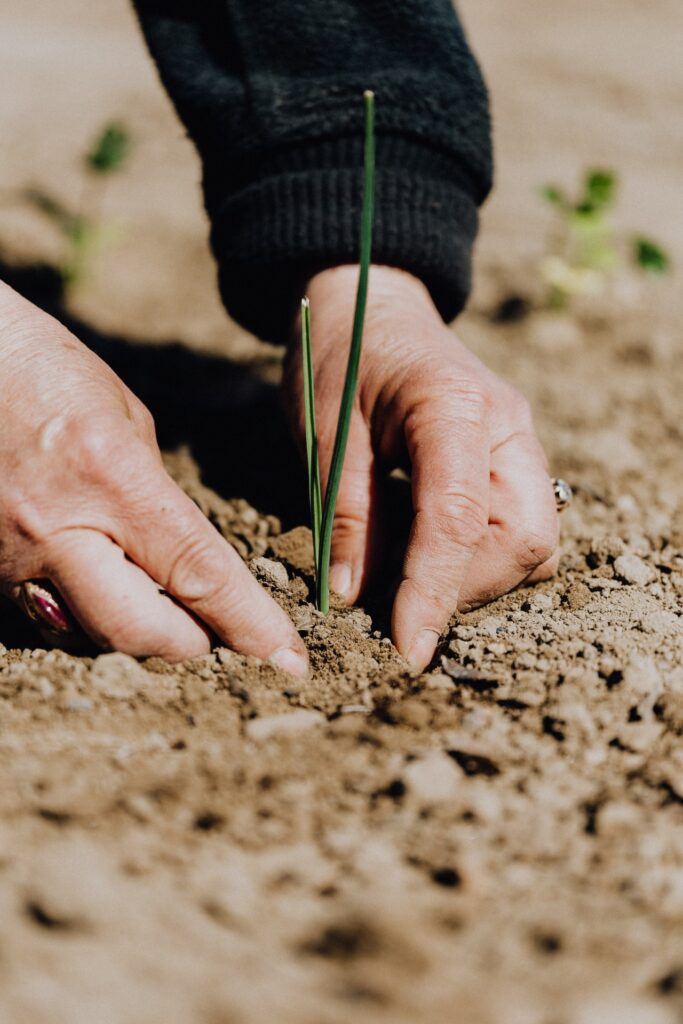 Planting a tree